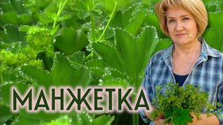 Манжетка – женская трава