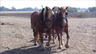 2014 Draft Horse &amp; Mule Plow Day (partial #1)