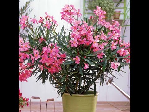 Video: Oleander o'simliklari turlari: Oleander o'simliklarining har xil turlari qanday