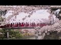 Japan's Cherry Blossom Festival