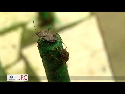 ქართული პრეპარატი აზიური ფაროსანას წინააღმდეგ