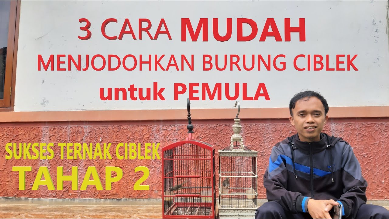 3 Cara Mudah menjodohkan ciblek-Ternak Ciblek Tahap 2