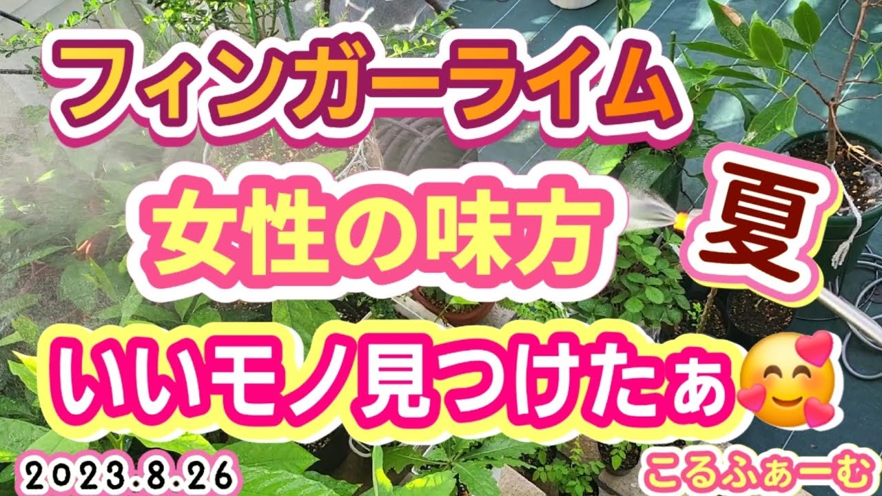 【 フィンガーライム 】女性の味方を見つけた🥰