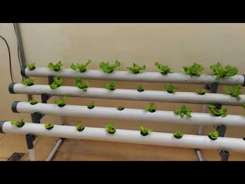 Instalasi Hydroponik System Wick (Sumbu) dengan Pipa PVC dan Botol Air Mineral Bekas.