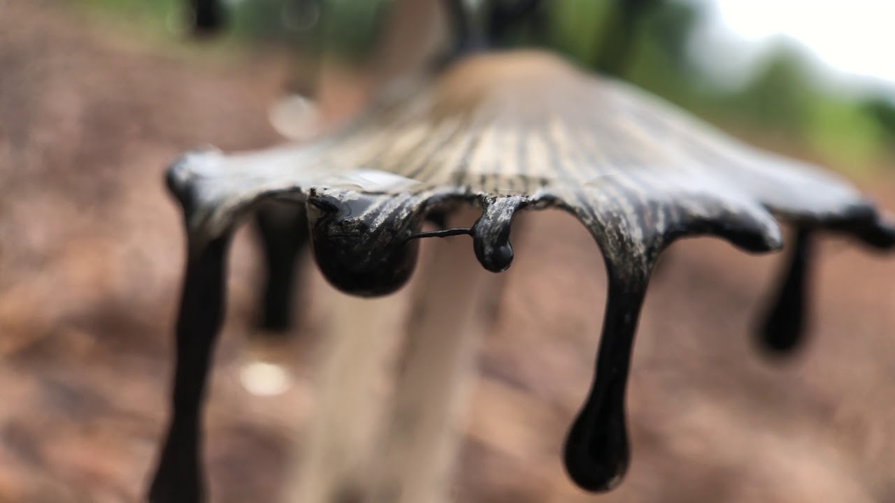 inky cap