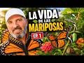 MARIPOSAS: EPISODIO 1 | LA VIDA DE LAS MARIPOSAS