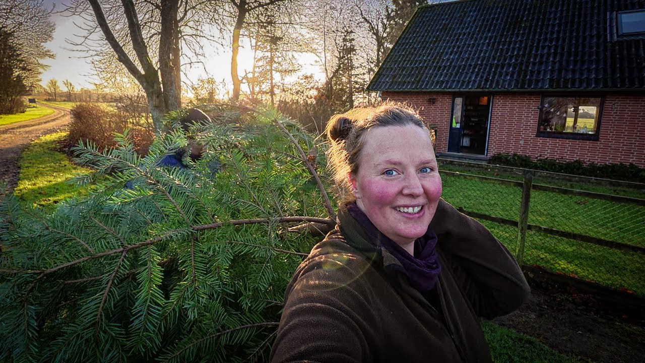 Vi gør klar til vinter, jul og en ny kalv