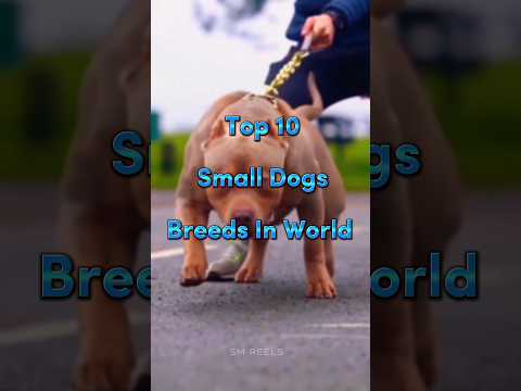 Video: 9 din rasele Cutest Small Dog