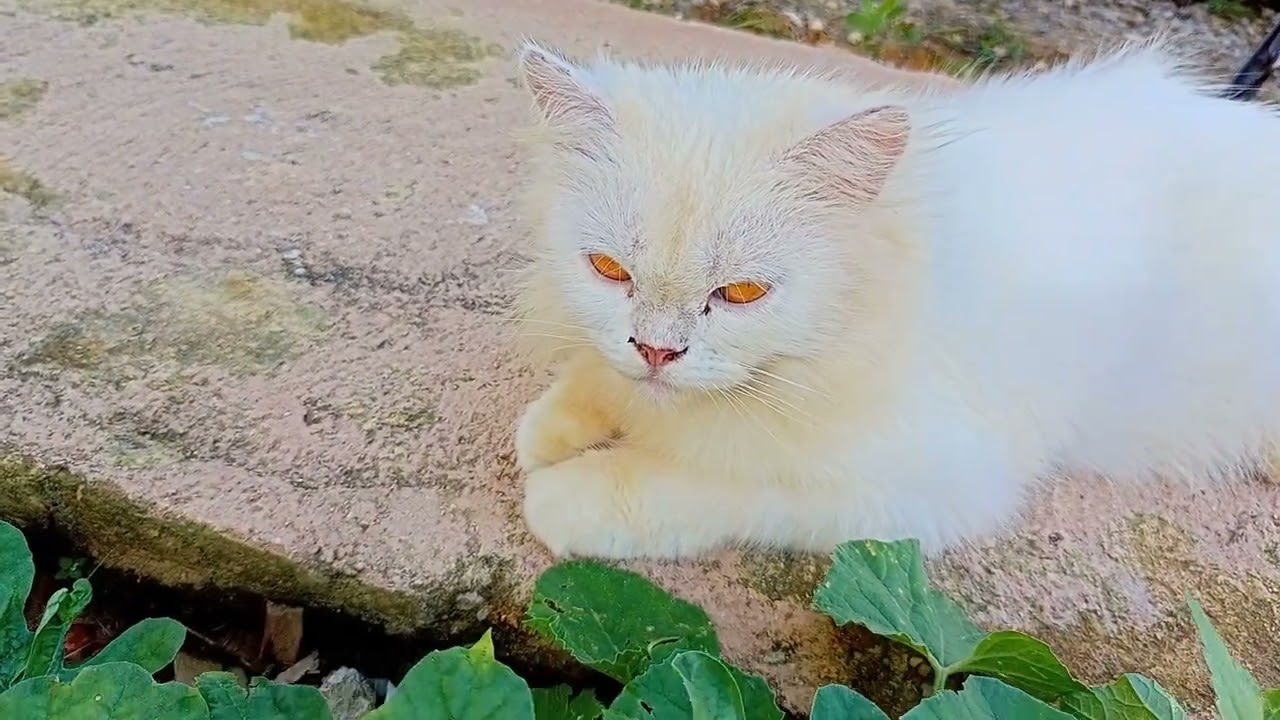 Angora cat and village cat friendship