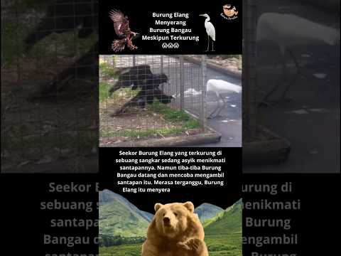 Video: Apakah burung bangau sandhill menyerang?