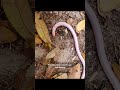 The Florida Worm Lizard is a legless reptile that is found in the sandy soils of Florida.