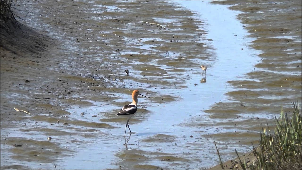American Avocet (Breeding Female with Chicks) 