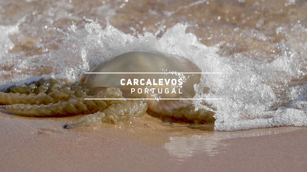 Carcavelos Surf School