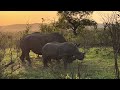 Rhino Grazing at Sunrise in Kruger National Park!