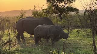 Rhino Grazing at Sunrise in Kruger National Park!