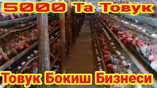 ОЙИГА 1500$-2000$ ДАРОМАД ТОВУК БОКИШ БИЗНЕСИ