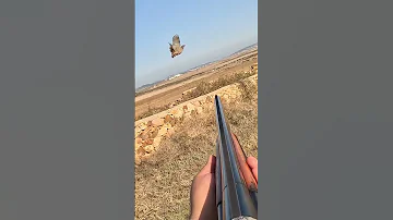 الصيد في أفضل لحظاته 