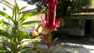 kupu-kupu cantik hinggap di bunga
