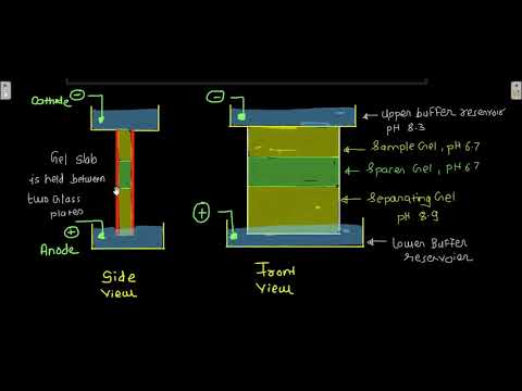 Discontinuous Electrophoresis