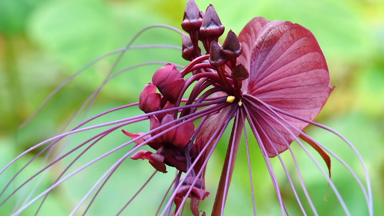 The Black Bat Flowering Plant