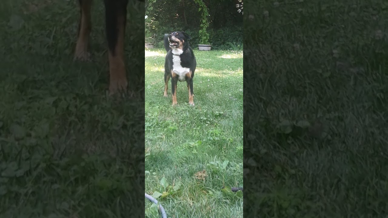 Mr. Griffey is enjoying his stay with grandma and grandpa. 💜 