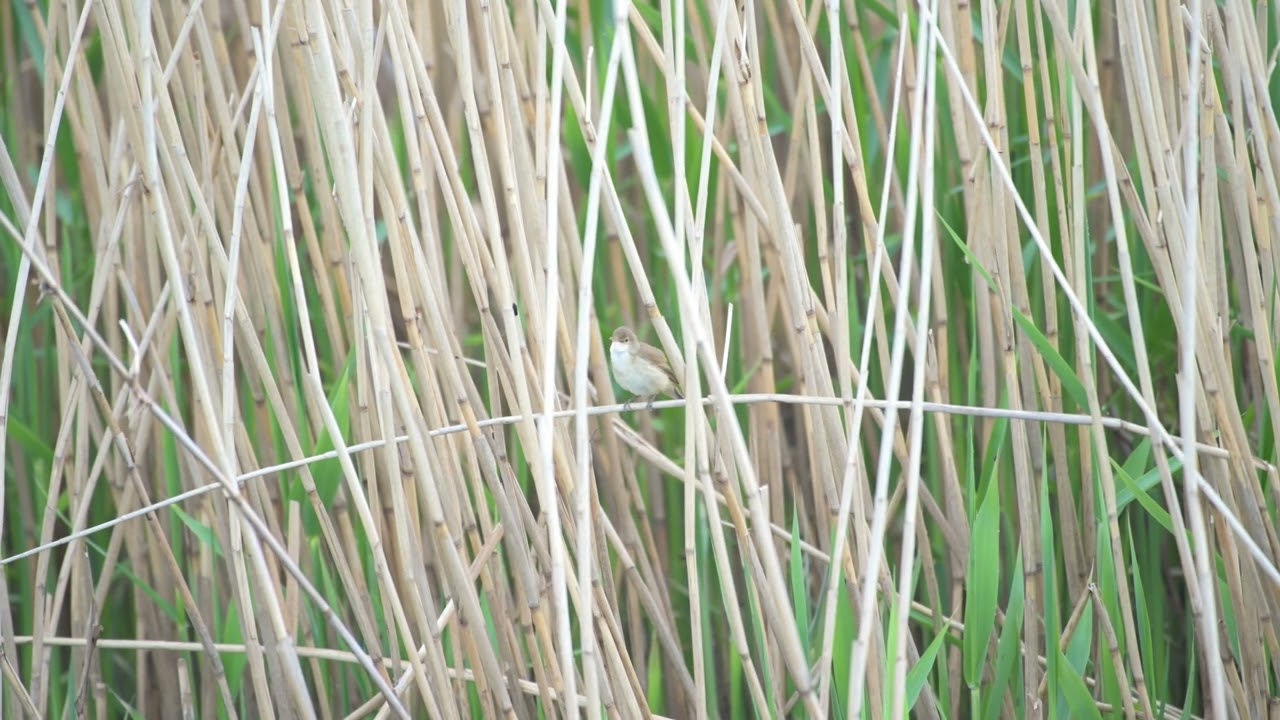 Bird calls and songs Reed Warbler UK bird watching