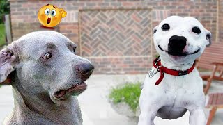 Hilarious Dogs Guaranteed To Make You Chuckle by Animals Fun Time 906 views 2 months ago 12 minutes