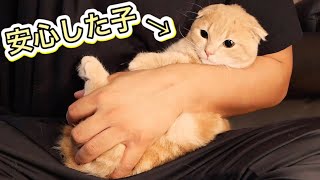 爪切りのために抱っこされて安心する猫が可愛すぎた。【マンチカン】