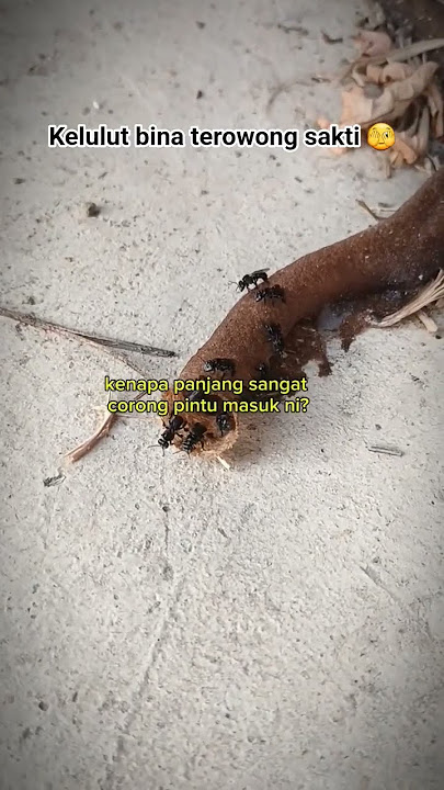 Bila lama tak jenguk kelulut 🫣 #AliBee#madukelulut