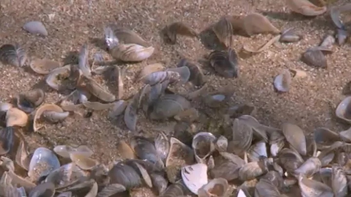 "Silent Invaders" Zebra Mussels 2013