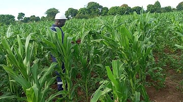 Intercropping maize with beans
