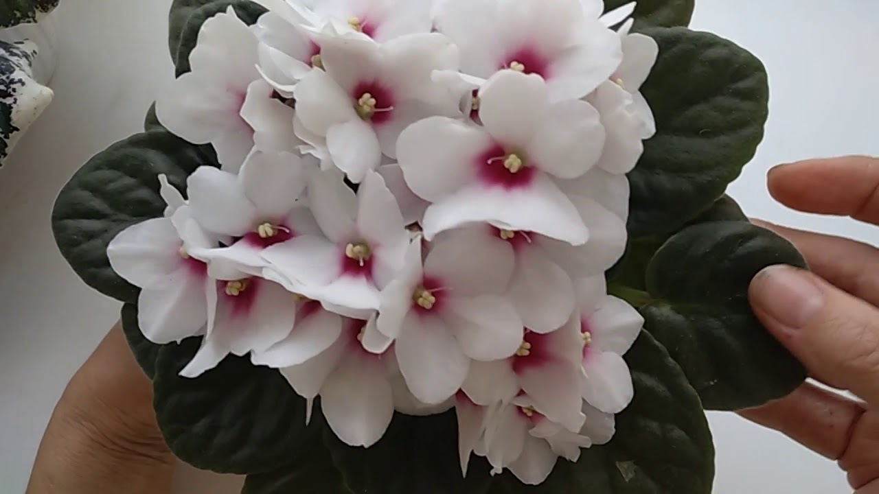 КОМУ? ЛИШНИЕ ФИАЛКИ!