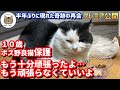 もう頑張らなくていいよ。家族になろう!若いボス猫に縄張りを奪われた元ボス野良猫保護からその後先住猫達の反応は!?