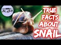 True facts about  snail  namma ooru google