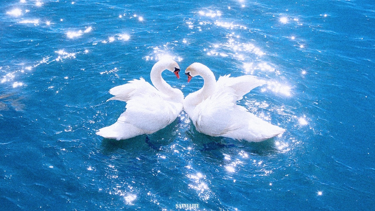 PLAYLIST: 백조는 죽기 직전 비로소 노래를 부른다.