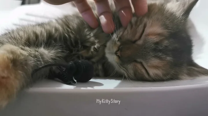 Watch the video about Sleepy Persian Cat Loudest Purring ASMR