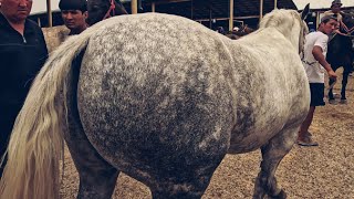 картинка: Horse market in Uzbekistan! Конный рынок! ОТ БОЗОР!