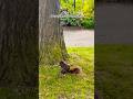 POV: SQUIRREL OR CHIPMUNK