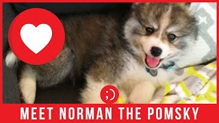 Norman Pomeranian Mix and Husky Mix - Tiny Pomsky Dogs 101