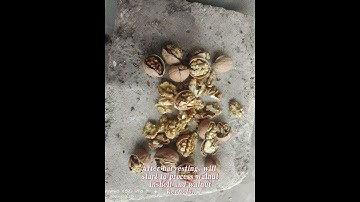 2024 new season walnut