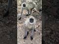 #monkey #cute #animals #youtubeshorts #trending #viral