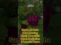Surah Ad-Duha The Morning Light| Beautiful Quran Recitation| Peaceful Verse|Powerful Message of Hope