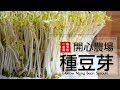 療癒～豆芽成長日記，所有細節一次告訴你！ 孵豆芽/ 種豆芽/ 發綠豆芽 Grow Mung Bean Sprouts [Eng Sub]