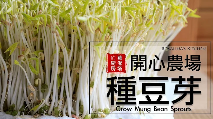 療癒～豆芽成長日記，所有細節一次告訴你！ 孵豆芽/ 種豆芽/ 發綠豆芽 Grow Mung Bean Sprouts [Eng Sub] - 天天要聞