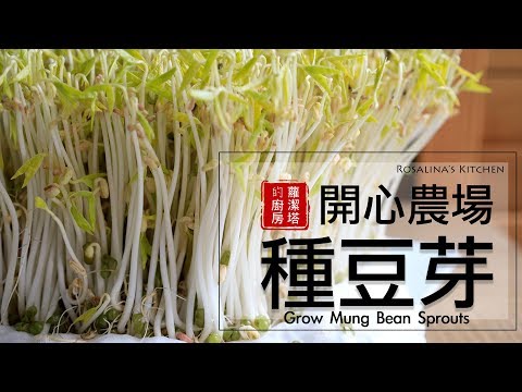 療癒～豆芽成長日記，所有細節一次告訴你！ 孵豆芽/ 種豆芽/ 發綠豆芽 Grow Mung Bean Sprouts [Eng Sub]