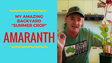 My Amazing Backyard Red Garnet Amaranth Easy Summer Crop