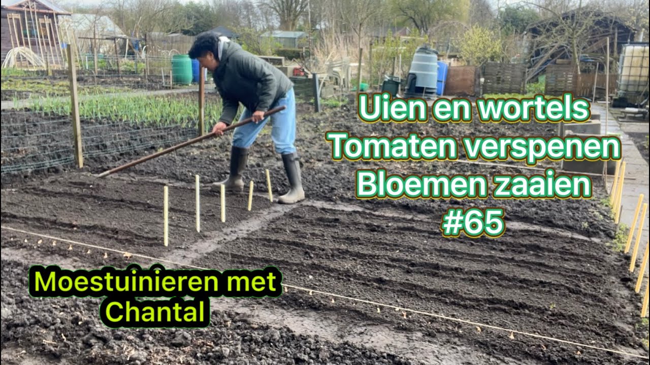 Mijn moestuin avontuur #65 Uien en wortels, tomaten verspenen, bloemen zaaien.