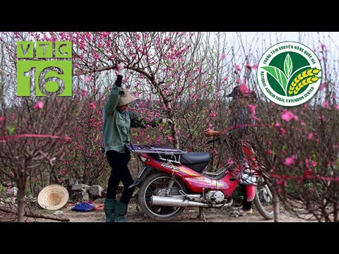 Video: Mẹo Về Cây Trúc Đào Mùa Đông - Tìm Hiểu Về Cách Chăm Sóc Cây Trúc Đào Vào Mùa Đông