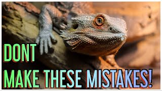 How To Set Up A Bioactive Bearded Dragon Enclosure| Common Bioactive Mistakes