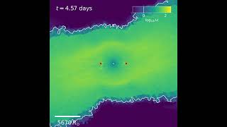 [Mach] collision between 20Rsol giants with impact parameter 0.04*R_star with v_rel=10^4km/s